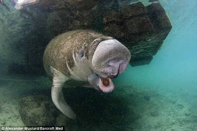 Покажи фото морской коровы Florida manatees: Amazing close-up pictures capture the shy sea cows in their ha