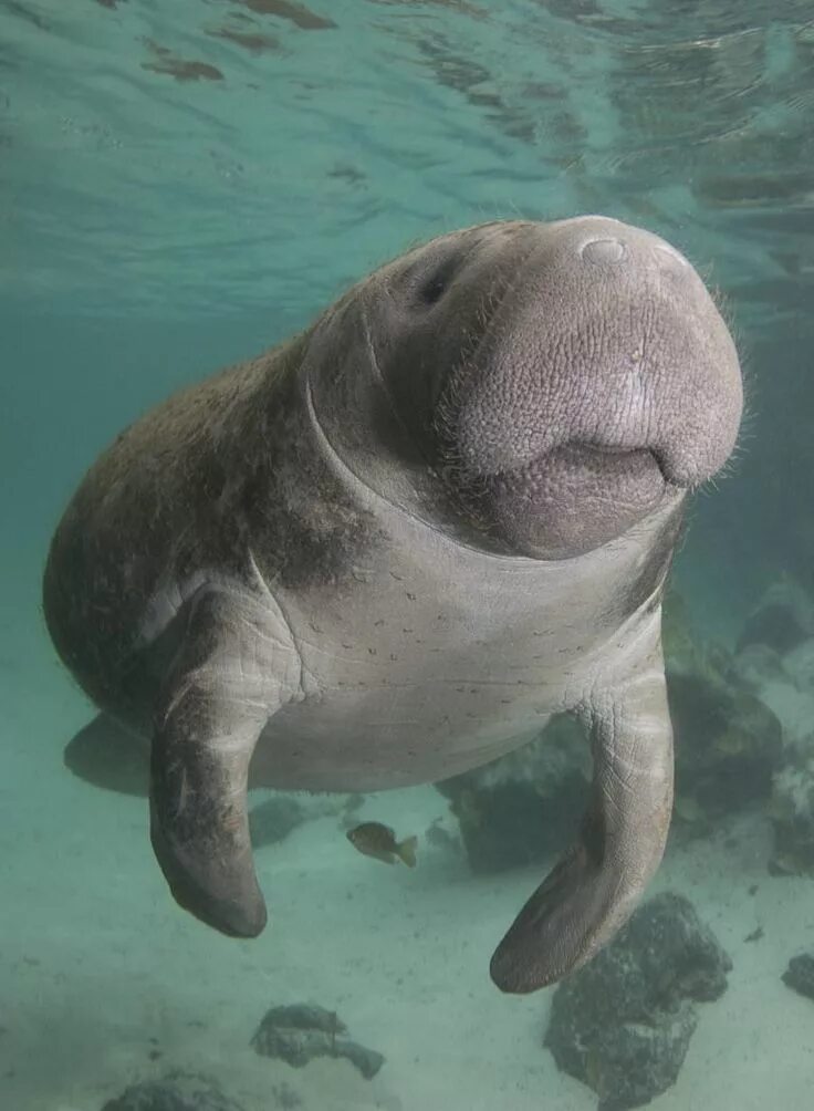 Покажи фото морской коровы Manatees are the cutest. Aquatic animals, Manatee, Silly animals