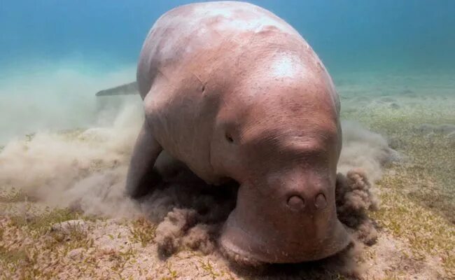 Покажи фото морской коровы Magical Marine Life in the Philippines Dugong, Endangered animals, Sea turtle sp