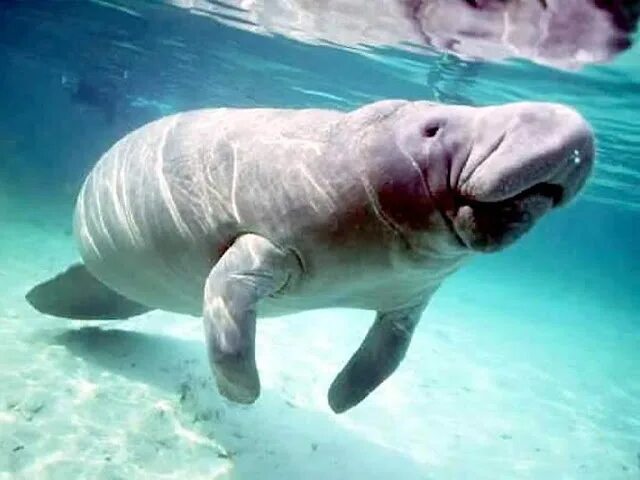 Покажи фото морской коровы West Indian Manatee Marine Wiki Fandom