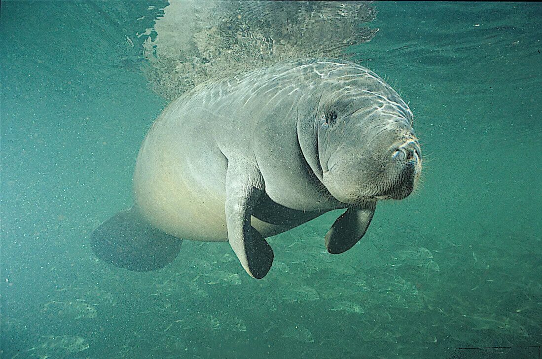 Покажи фото морской коровы Florida Manatee - Marine Mammal Commission