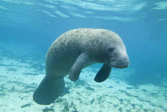 Покажи фото морской коровы manatee Amazon rainforest animals, Rainforest animals, Manatee