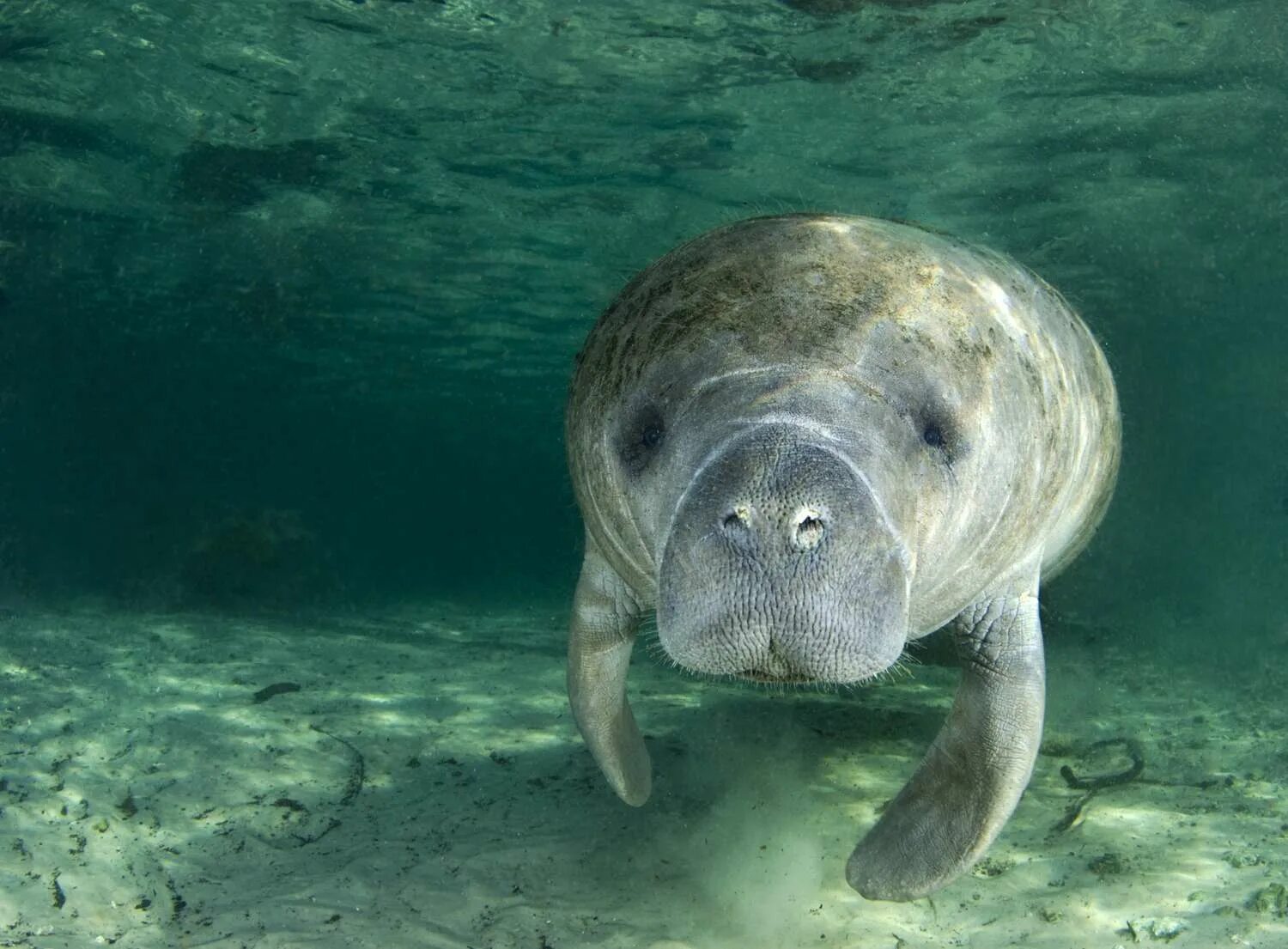 Покажи фото морской коровы What Happens to Manatees When Seagrass Dies Off?