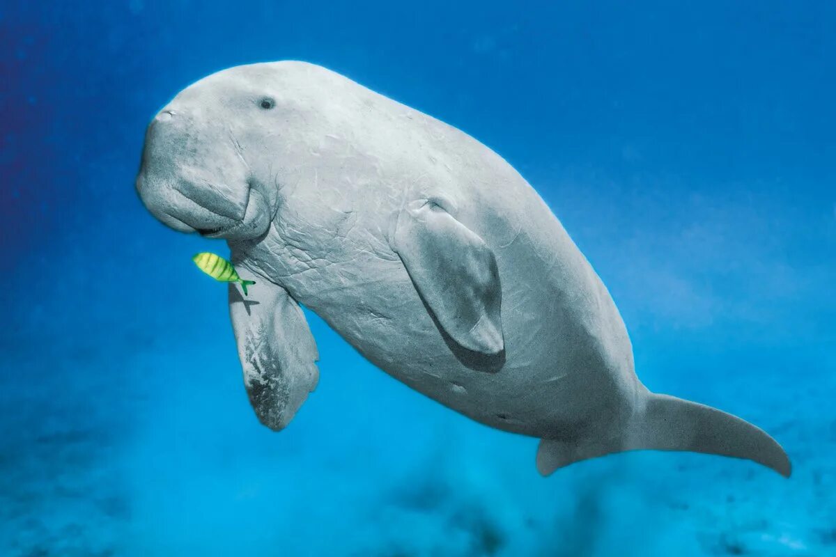 Покажи фото морской коровы Category:Dugong Animal Library Wikia Fandom