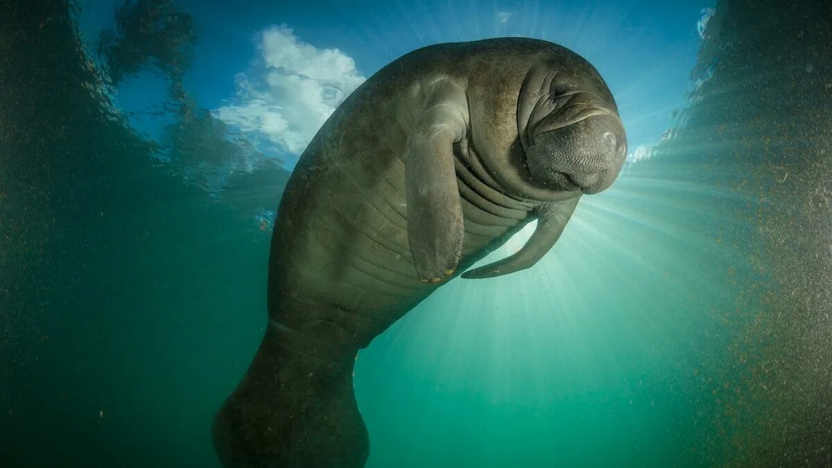 Покажи фото морской коровы Earth’s largest freshwater animals at risk of extinction