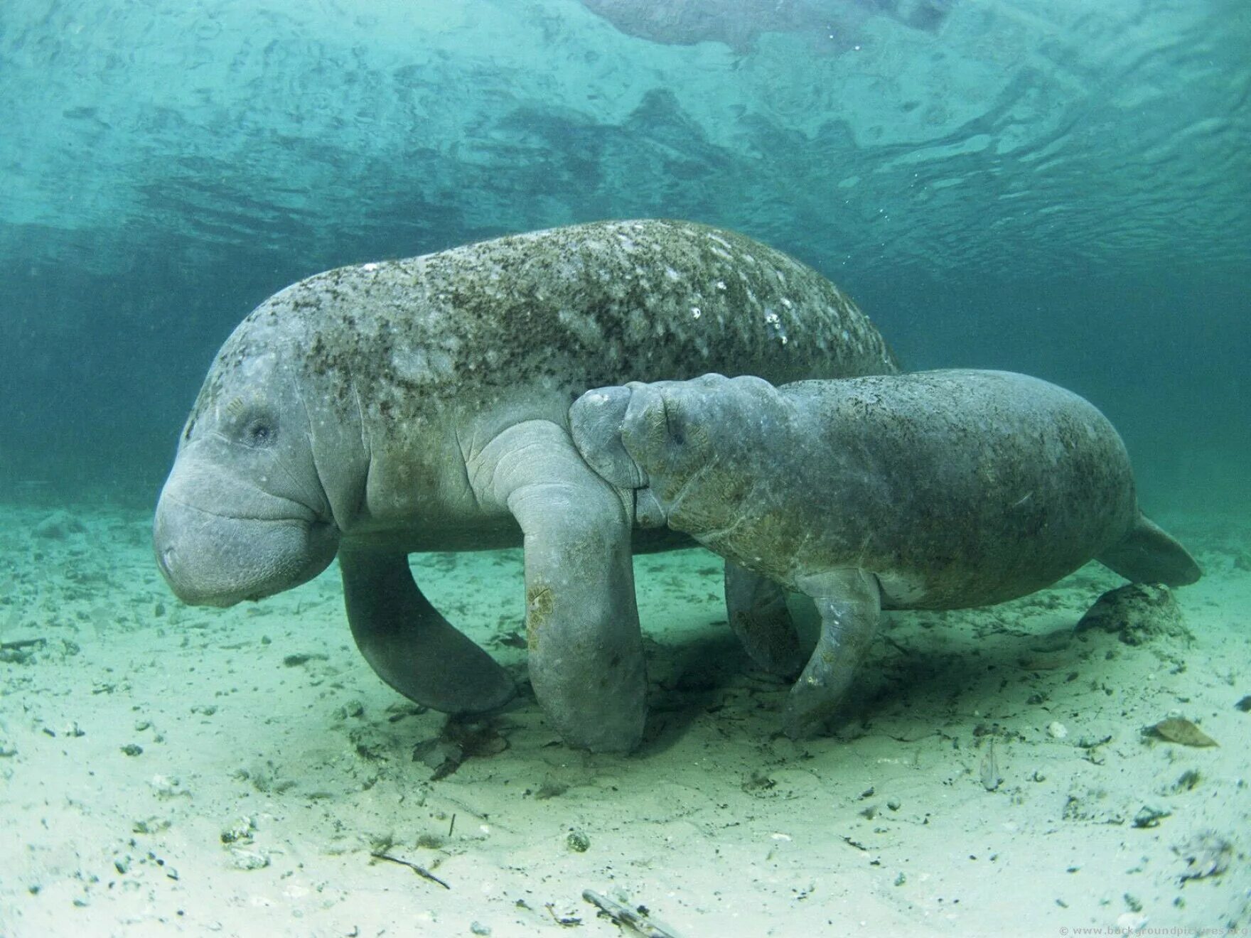 Покажи фото морской коровы Finally, Some Good News For Manatees And Green Sea Turtles