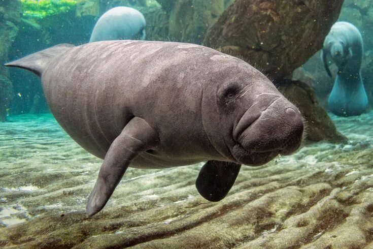 Покажи фото морской коровы The ultimate guide to the manatee capital of the world