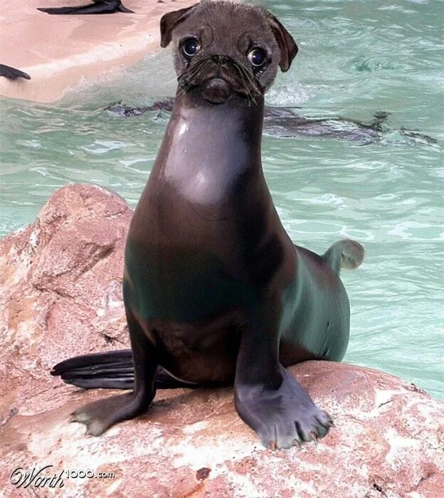 Покажи фото морской собаки Pug Seal