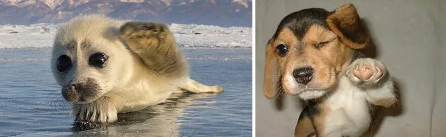 Покажи фото морской собаки Seal Looks Like Dog Cute animals, Dogs, Puppies