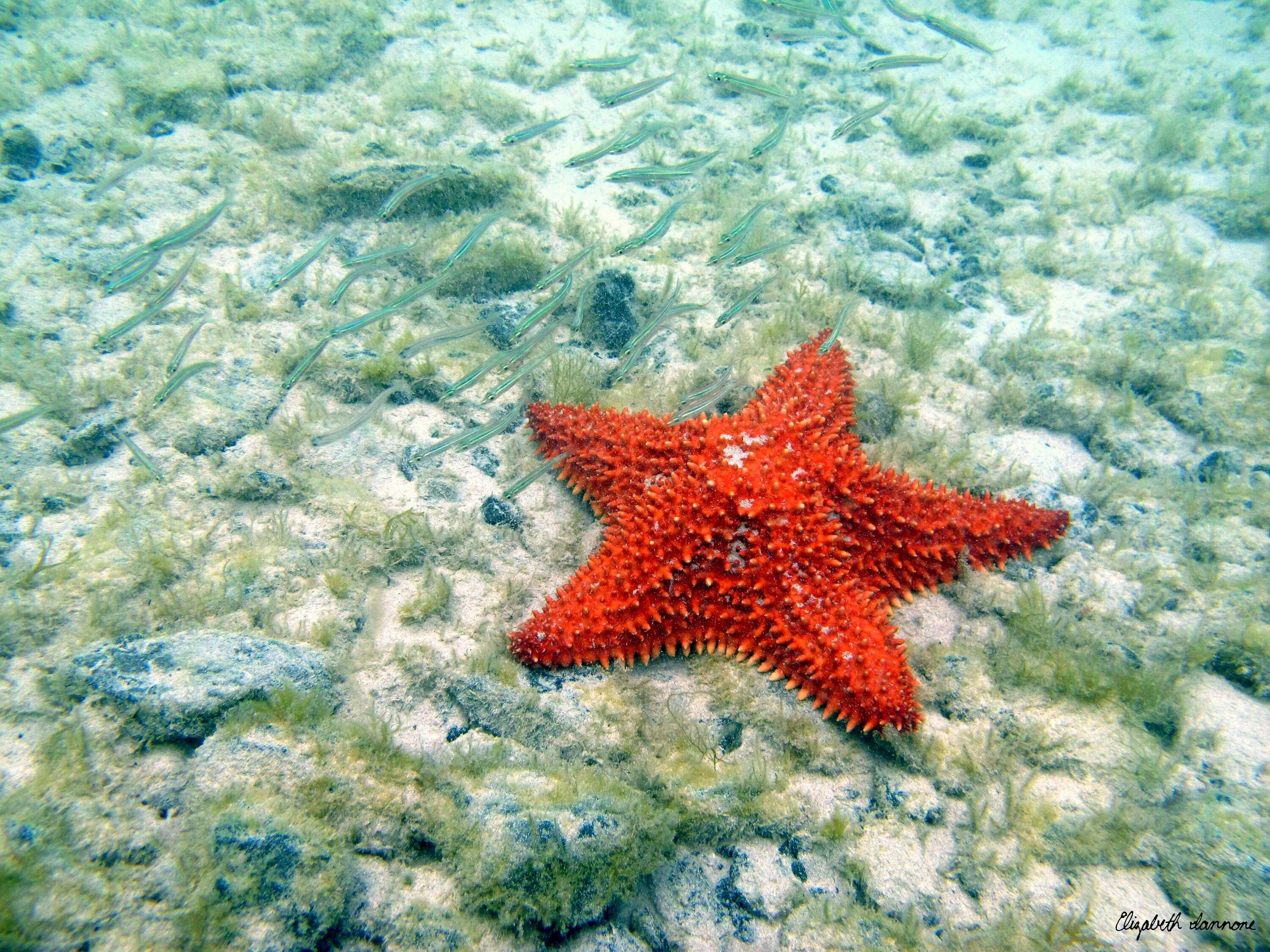 Покажи фото морской звезды all the stars in the sea. Virgin islands national park, North shore beaches, Bea