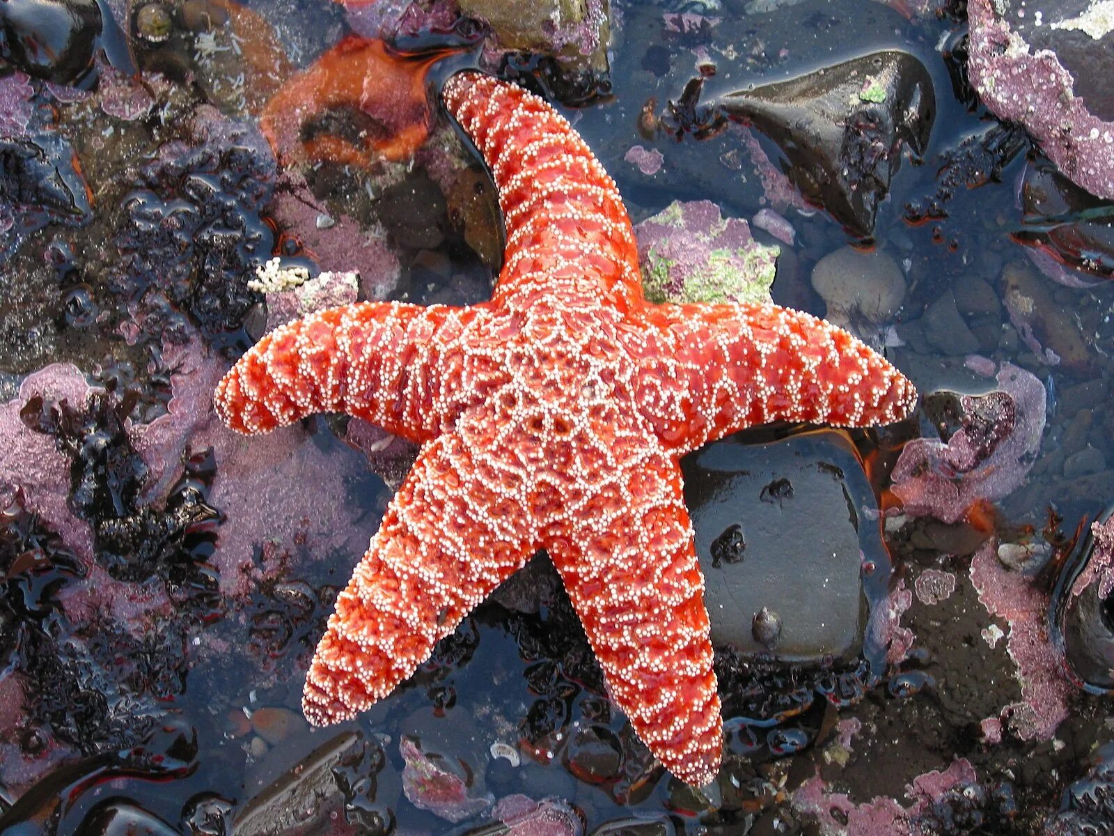 Покажи фото морской звезды File:Sea star at low tide.jpg - Wikipedia