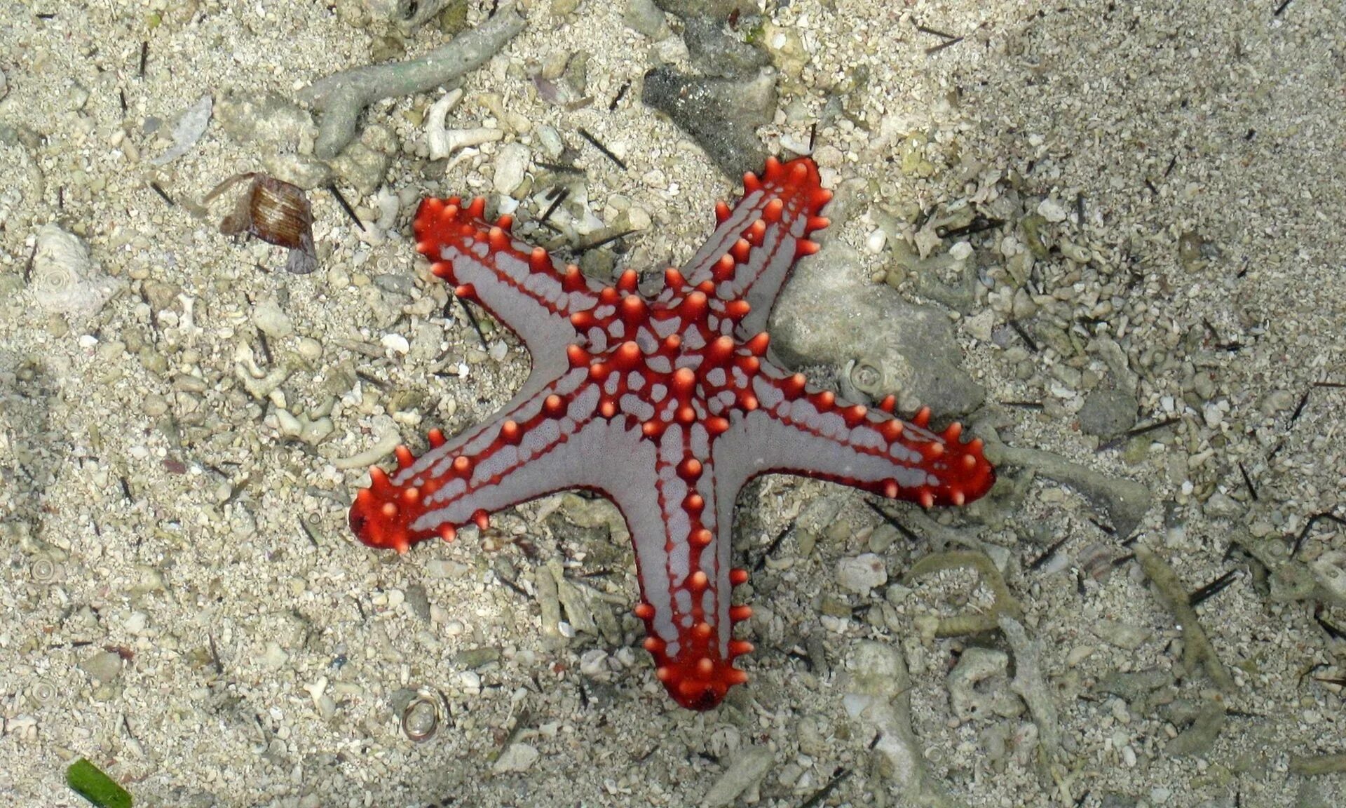 Покажи фото морской звезды A starfish in the Indian Ocean near Diani beach in Mombasa, Kenya. Starfish, Lif