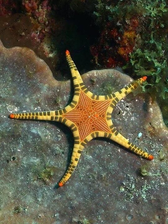 Покажи фото морской звезды The Icon Star (Iconaster longimanus) It grows to a diameter of about 30 centimet