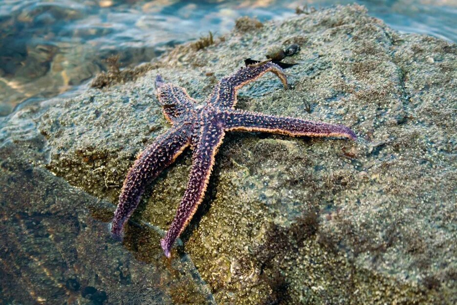 Покажи фото морской звезды Морская звезда. Мыс Тобизина. Полуостров и мыс Тобизина. Юго-восточное побережье