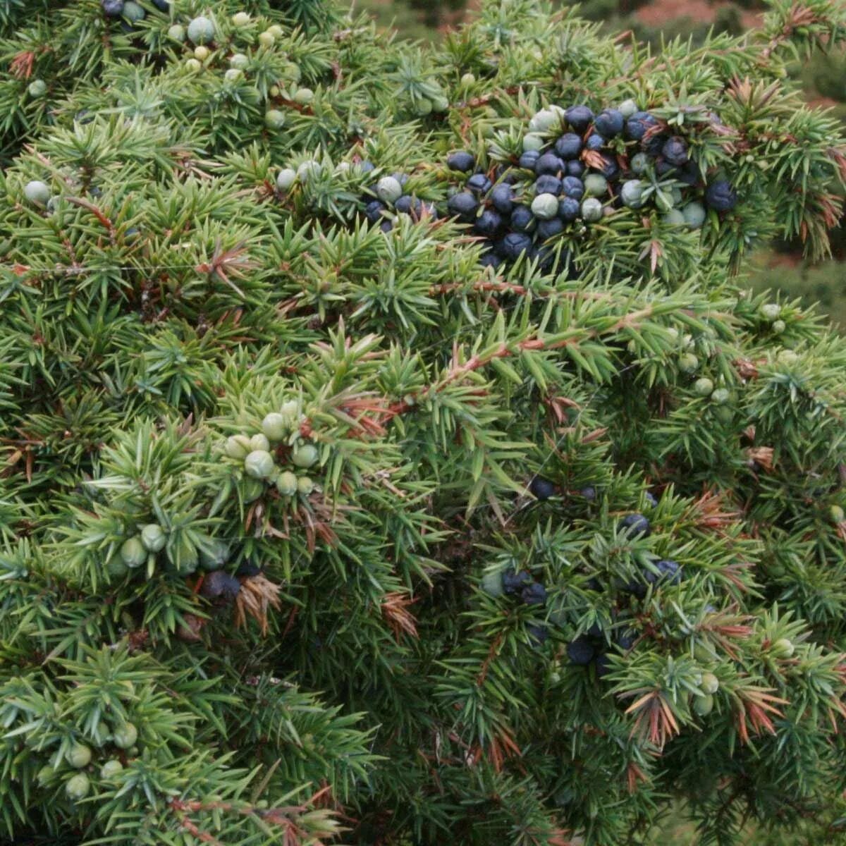 Покажи фото можжевельника Можжевельник вкус - CoffeePapa.ru