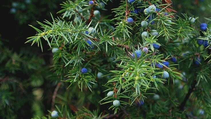 Покажи фото можжевельника Practical Juniper Essential Oil Uses and Benefits, Plus Blends - Essential Bazaa