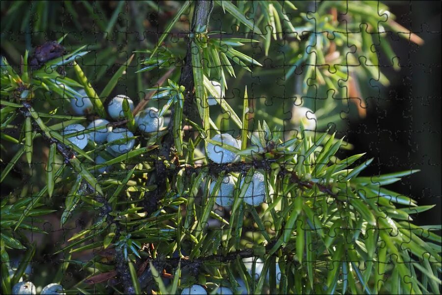 Покажи фото можжевельника Магнитный пазл 27x18см."Природа, ягода можжевельника, буш" на холодильник - купи