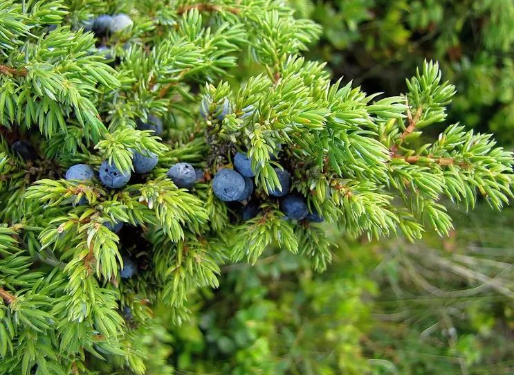 Покажи фото можжевельника каталог / хвойные