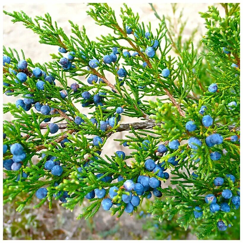 Покажи фото можжевельника Семена Лесландия Можжевельник Виргинский Онтарио, 20 шт - купить в интернет-мага