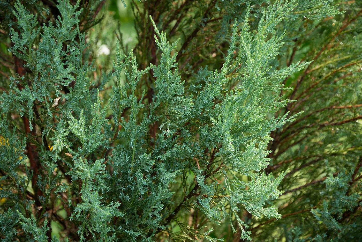 Покажи фото можжевельника Juniperus scopulorum - Изображение особи - Плантариум