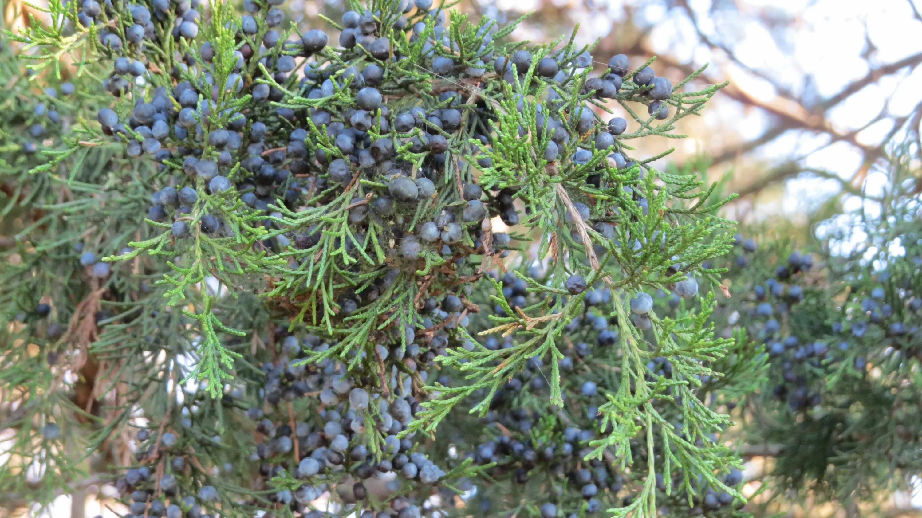 Покажи фото можжевельника Berries, Garden, Plants