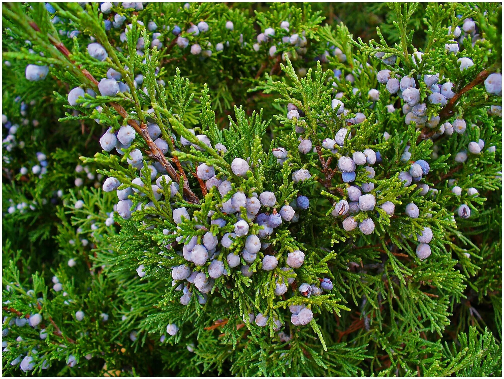 Покажи фото можжевельника Можжевельник "Казацкий" (лат. Juniperus sabina) - Семена 25шт - купить по выгодн