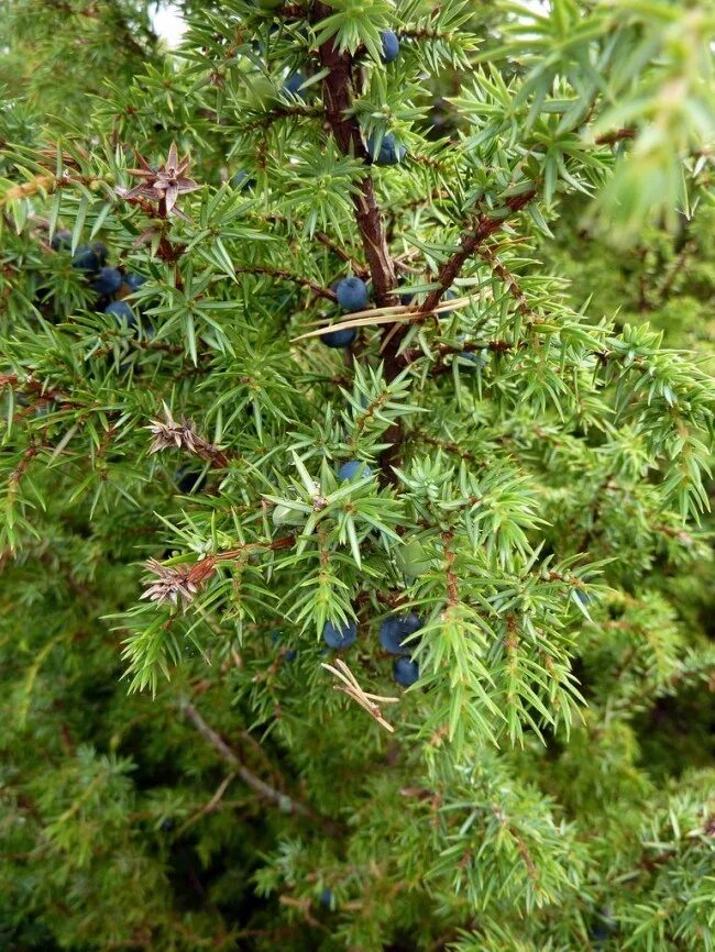 Покажи фото можжевельника Можжевельник: правила посадки, ухода и размножения. 80 фото применения кустарник