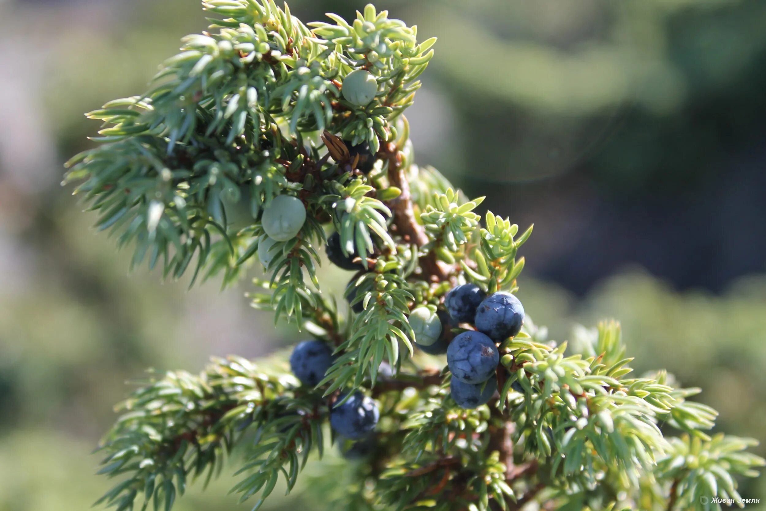 Покажи фото можжевельника Живописные Фотографии Крымского Можжевельника Красного Натуралист Фотогалерея пр