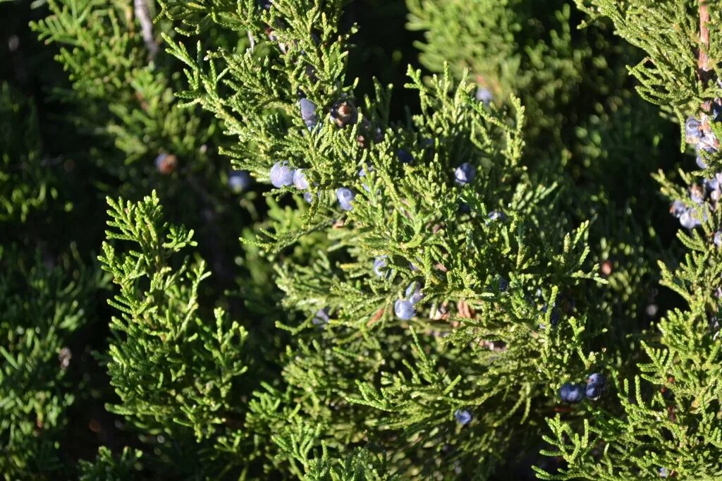 Покажи фото можжевельника Mint Julep Juniper ® is a commonly planted evergreen shrub in Iowa.