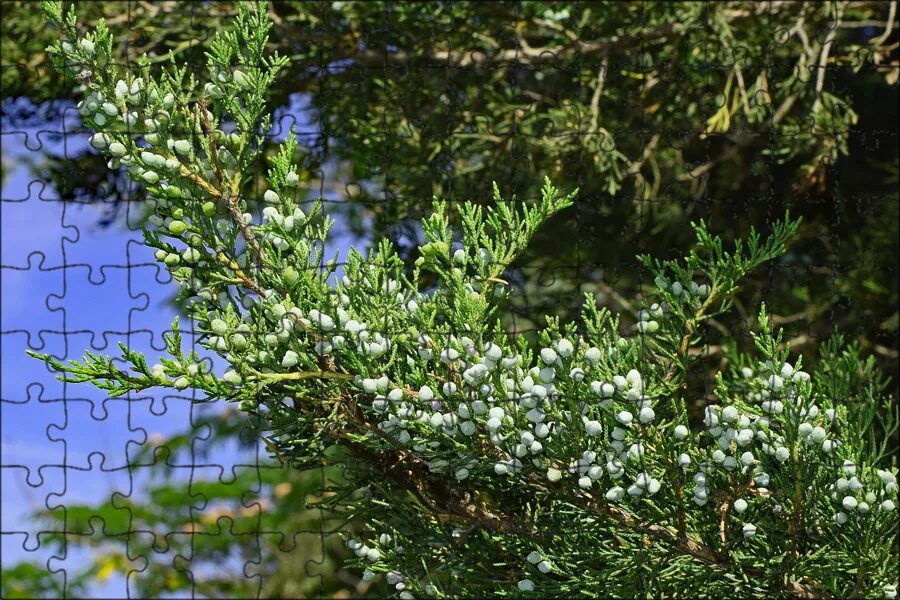 Покажи фото можжевельника Магнитный пазл 27x18см."Кедра ягоды, вечнозеленый, ягоды" на холодильник - купит