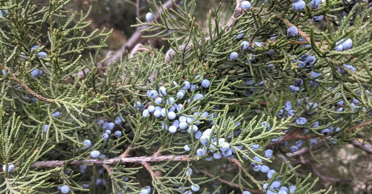 Покажи фото можжевельника Подскажите, что за растение? Пикабу