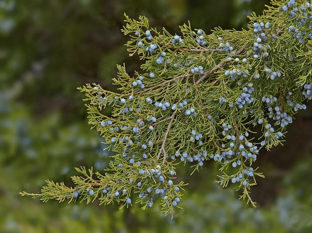 Покажи фото можжевельника Можжевельник виргинский (вирджинский) Атлас × Растений