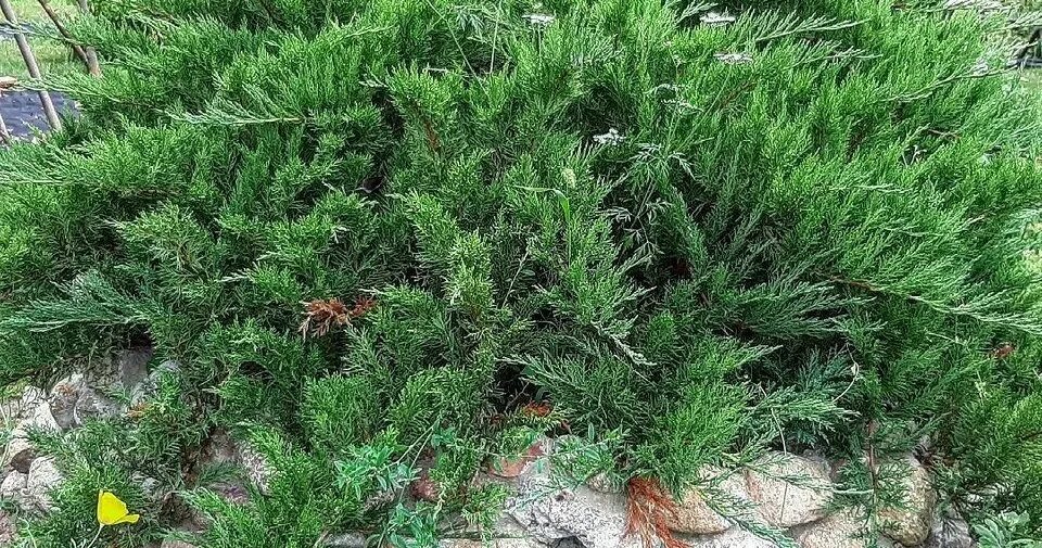 Покажи фото можжевельника Сорта можжевельника: 18 лучших с фото и описаниями - Дом Mail.ru