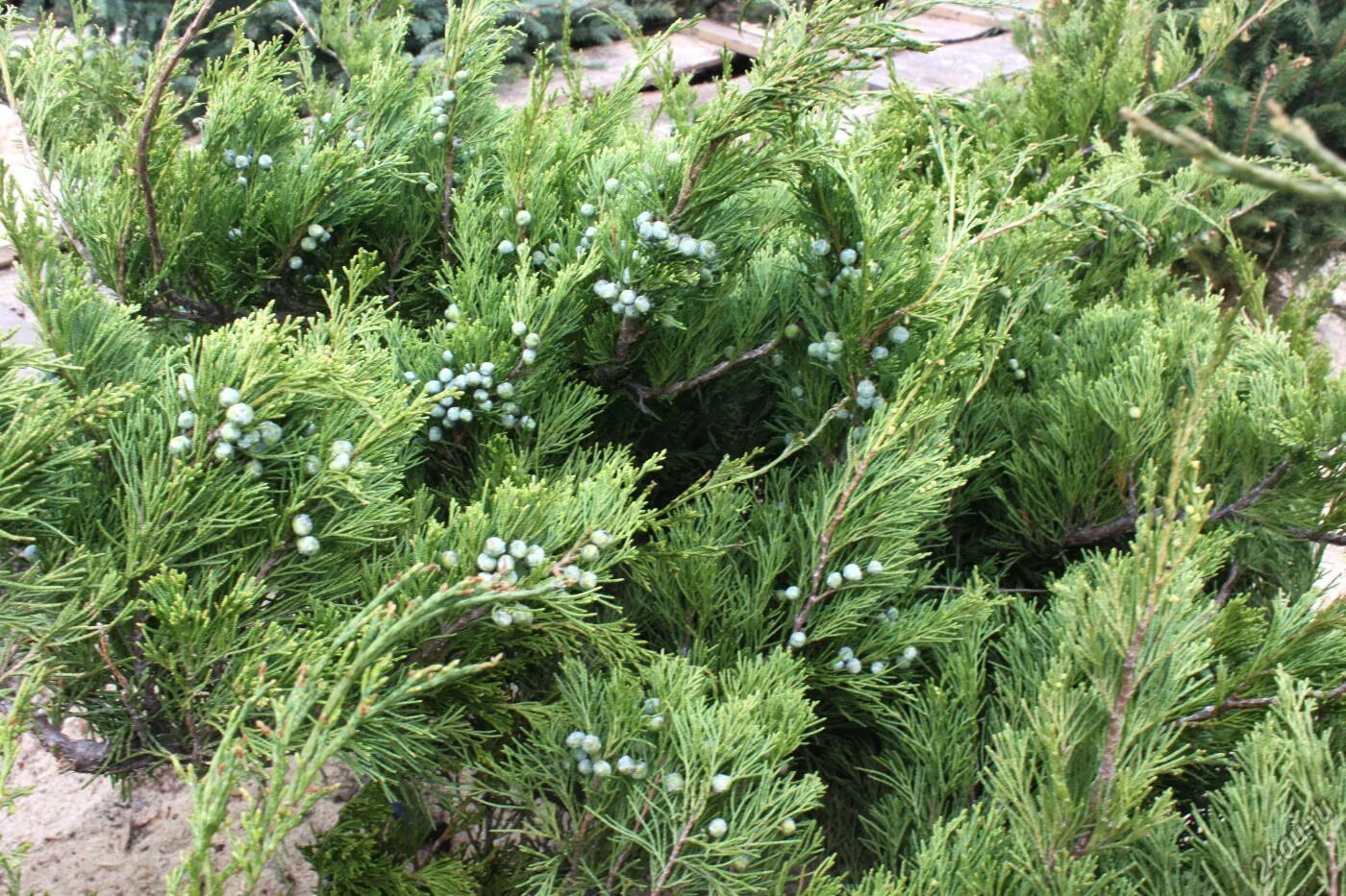 Покажи фото можжевельника Можжевельник обыкн., казацкий - Слуцкий лесхоз