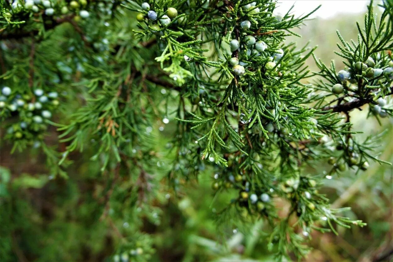 Покажи фото можжевельника Можжевеловая - CoffeePapa.ru