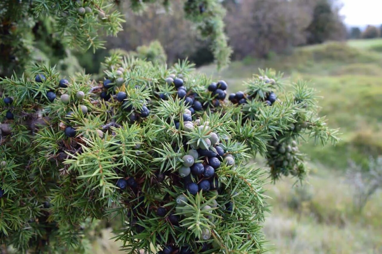 Покажи фото можжевельника The Great English Juniper Revival? - Back From The Brink