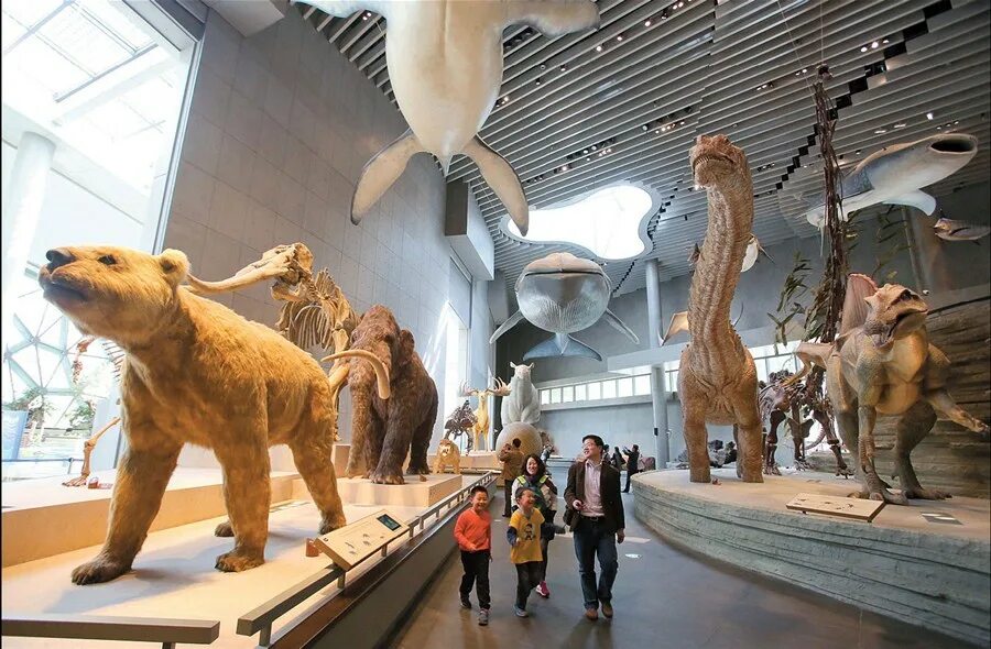 Покажи фото музея Картинки NATURAL SCIENCE MUSEUM