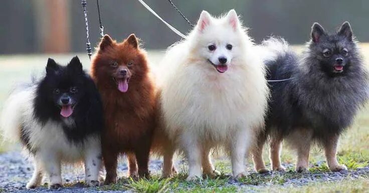 Покажи фото немецкого шпица German Spitz Dog Breeds Info Characteristics Facts Spitz dog breeds, Spitz dogs,