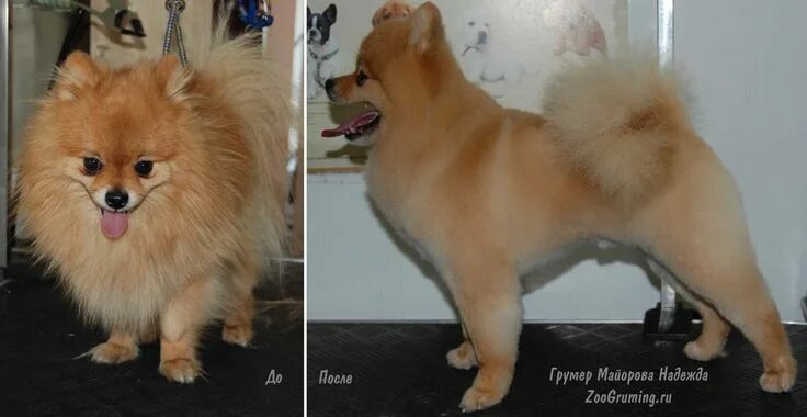 Покажи фото немецкого шпица Стрижка померанского шпица до и после. Grooming (grooming) Pomeranian before and