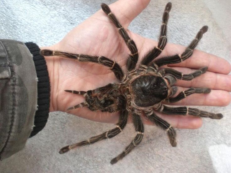 Покажи фото огромного паука Goliath Birdeater, largest spider in the world by mass. Arañas, Araña goliat, Ar