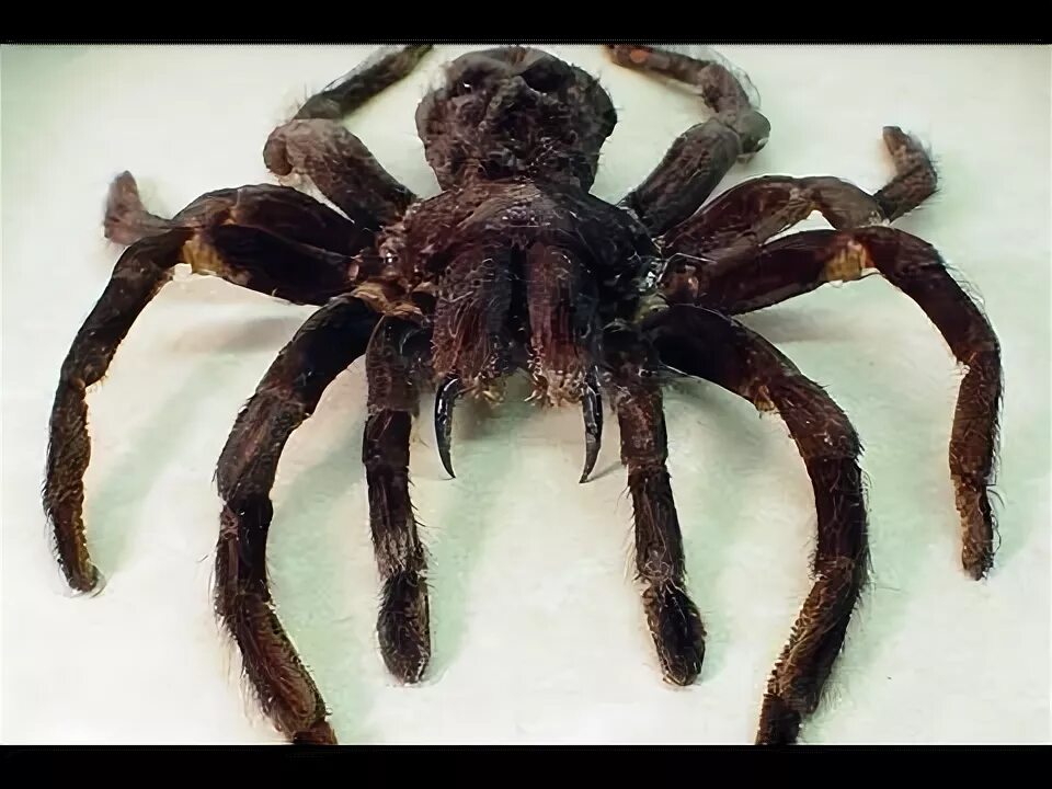 Покажи фото огромного паука WORLD'S LARGEST TARANTULA! - YouTube