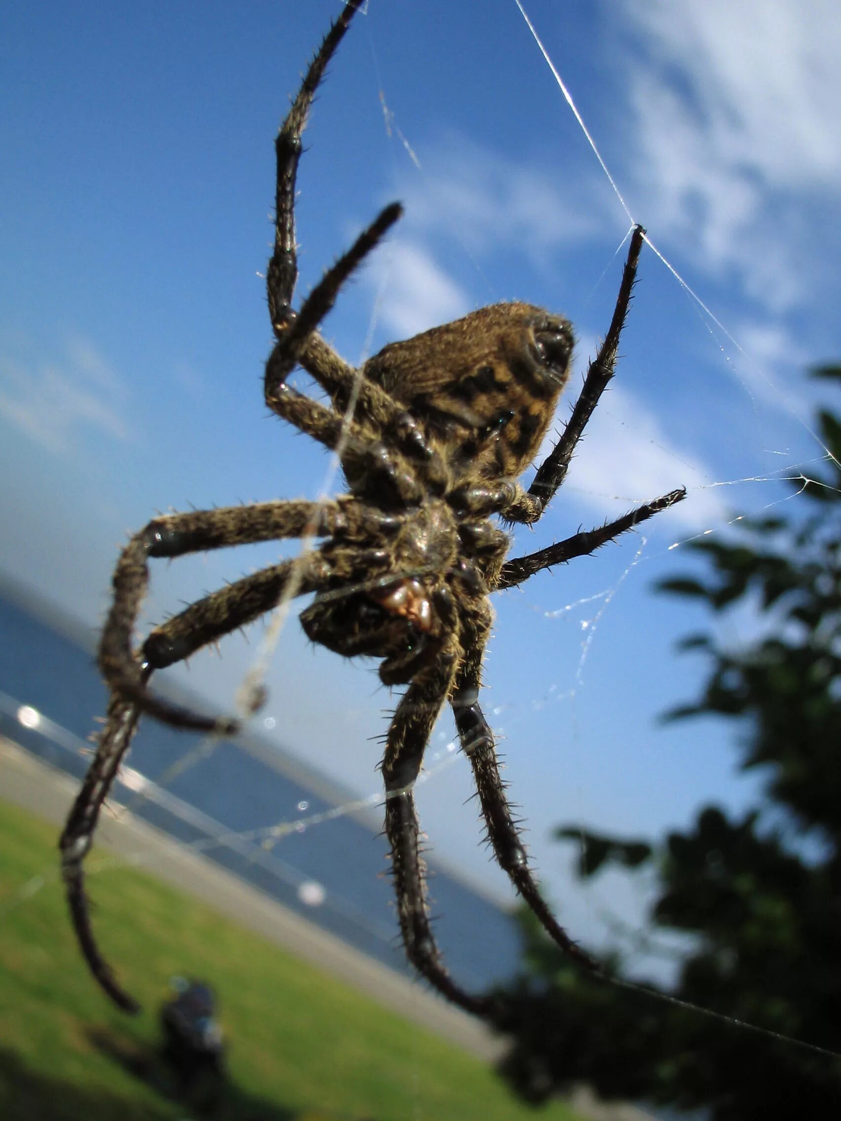 Goliath bird-eater - Theraphosa blondi - tarantula. I'm looking forward to touch