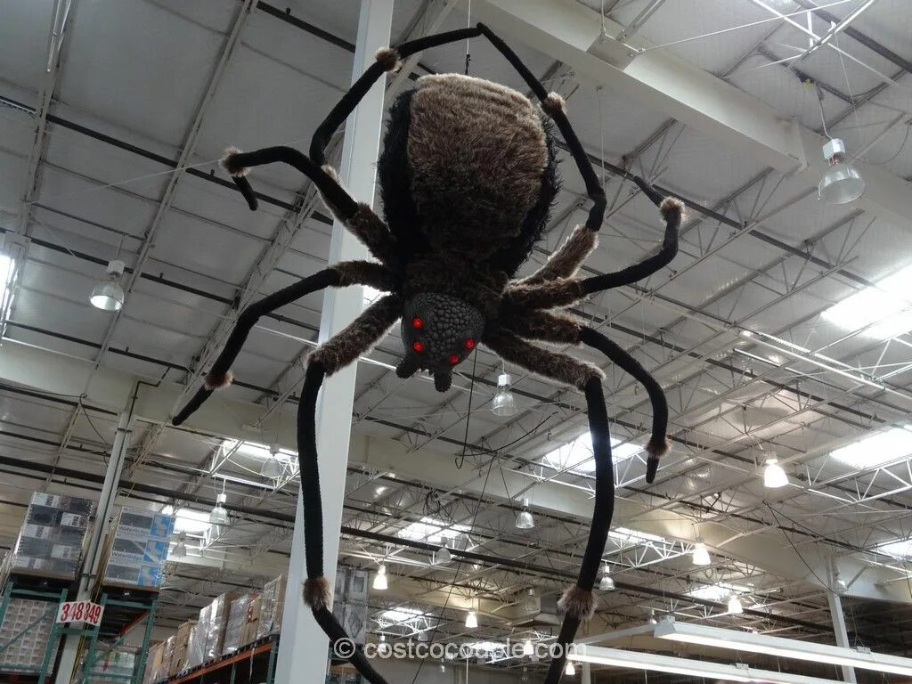 Покажи фото огромного паука Scare the trick or treaters on Halloween with this Giant Spider With LED Eyes! D