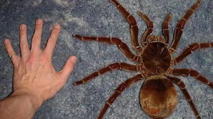 Покажи фото огромного паука Goliath bird-eater - Theraphosa blondi - tarantula. I'm looking forward to touch