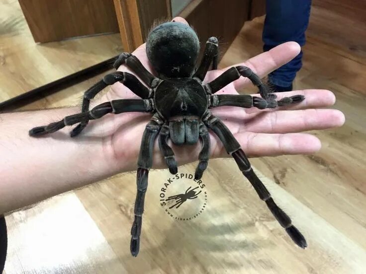 Покажи фото огромного паука Pin on Real Monsters Pet spider, Pet tarantula, Dangerous spiders