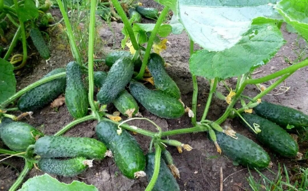 Покажи фото огурцов САЖАЮ ОГУРЦЫ ПО МЕТОДУ БЕЛОРУССКОЙ ТЁТУШКИ Kitchen garden, Cucumber, Plants