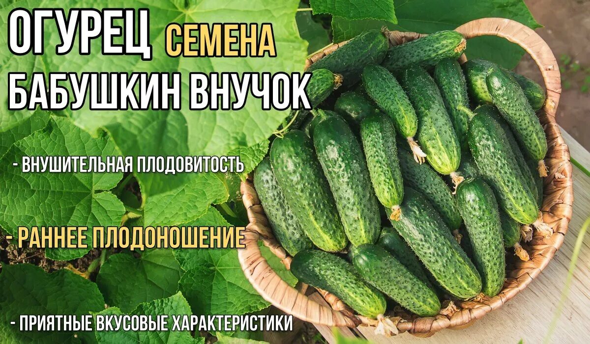 Покажи фото огурцов Огурцы ПРОSTORE 5426510_салатовый - купить по выгодным ценам в интернет-магазине