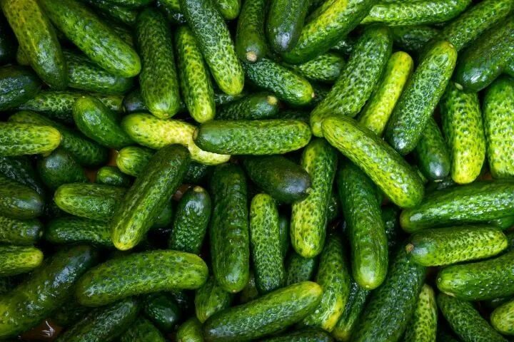 Покажи фото огурцов Cucumber Pickling Gherkin Seeds in 2022 Pickles, Best pickles, Giant food stores