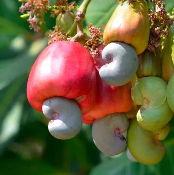Покажи фото ореха кешью Cashew Nut Seed Anacardium Occidentale Cajou 8 SEEDS for Etsy Cashew nut tree, C