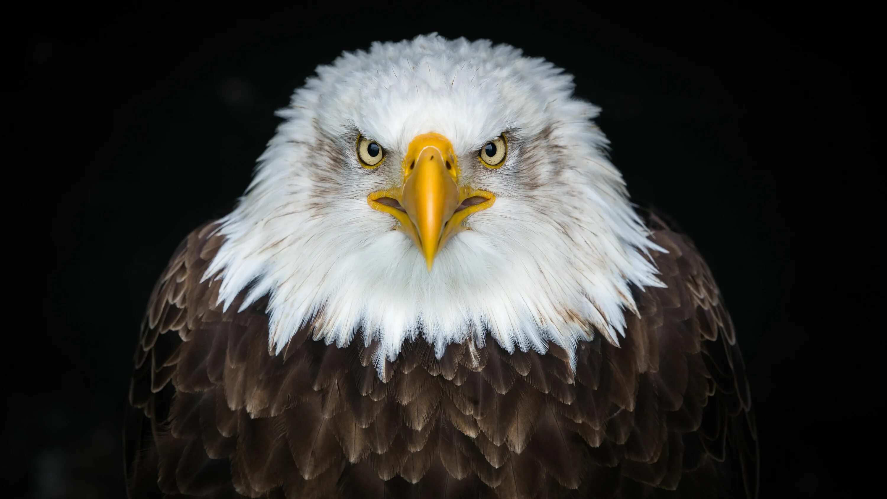 Покажи фото орла bald eagle #8k close up bird of prey 8k uhd #bird #eagle #wildlife #beak #photog